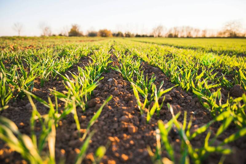 Bando per giovani imprenditori nel settore agricolo